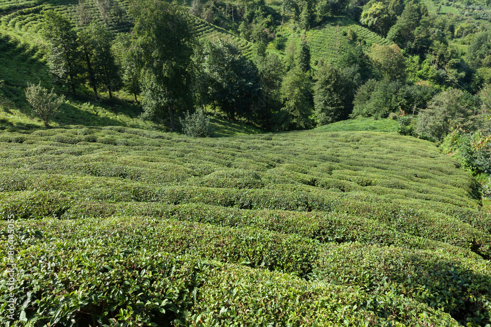 tea plantations in northeastern Turkey