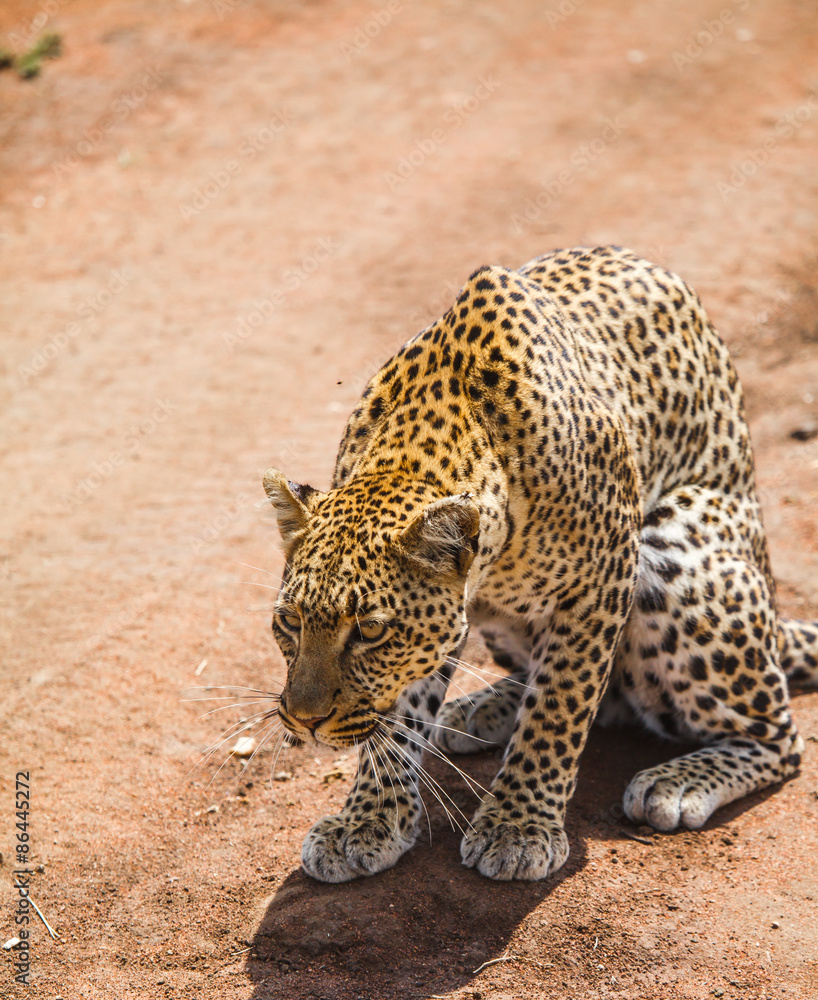 Fototapeta premium Leopard is hunting in the wild