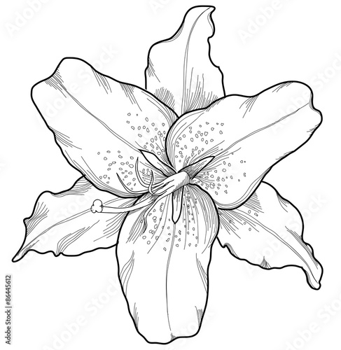 beautiful lily in the style of black and white engraving.