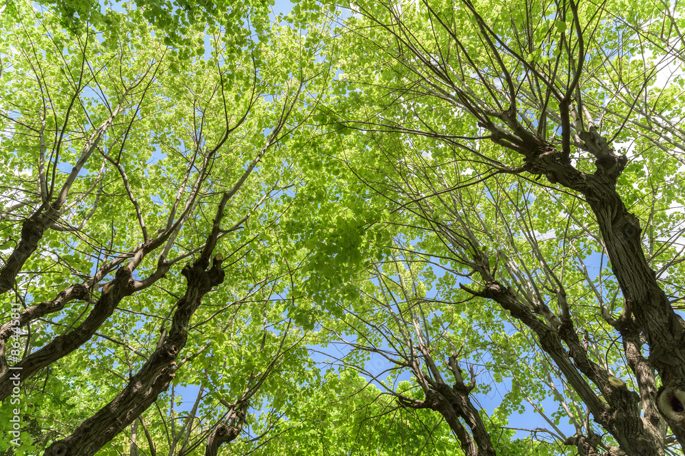 Fototapeta premium Green Forest Trees Against Sky In Spring