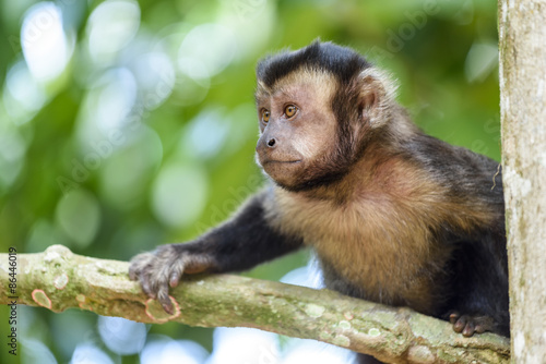 Capuchin monkey among trees and branches of rainforest vegetation