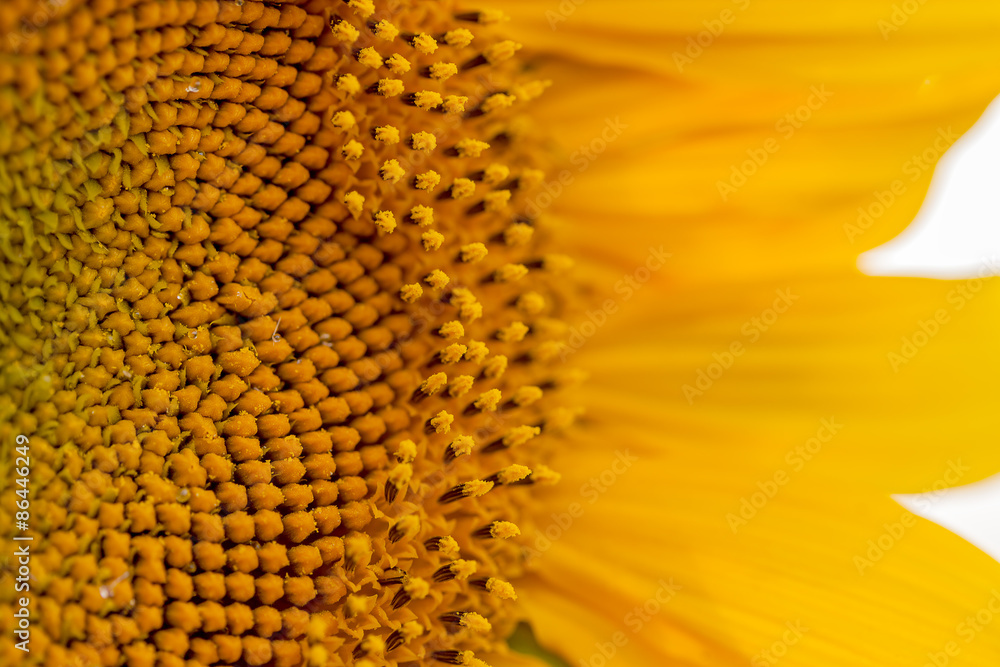 Close up sunflower details in natural light Close up sunflower details in natural light