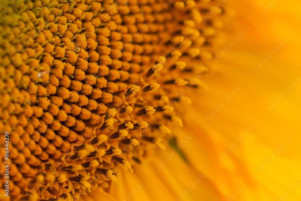 Close up sunflower details in natural light Close up sunflower details in natural light