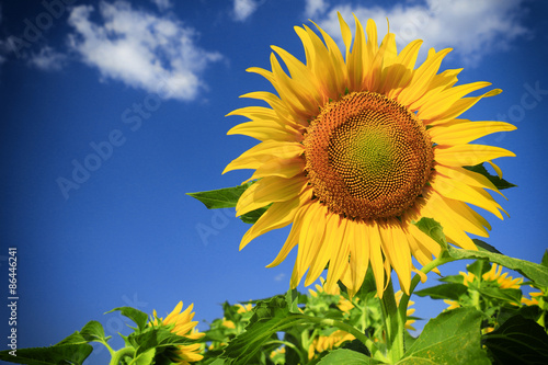 Fototapeta Naklejka Na Ścianę i Meble -  sunflower field and sky
