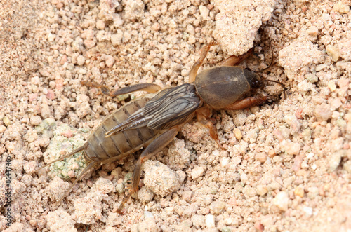 Mole Cricket on the ground