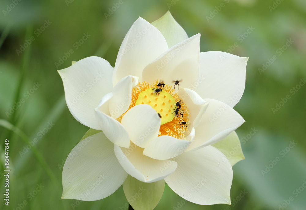 Fototapeta premium Lotus