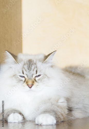 long haired cats, white siberian breed, neva masquerade version