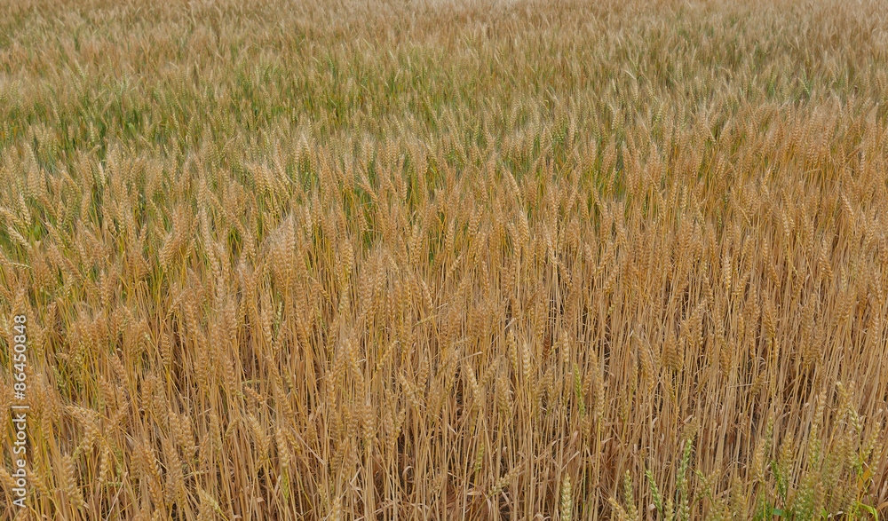 Fototapeta premium Ripe rice ears on the paddy background