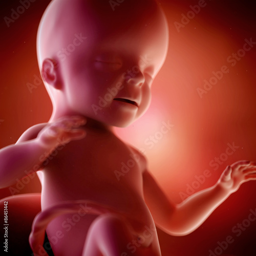 medical accurate 3d illustration of a fetus week 26 photo