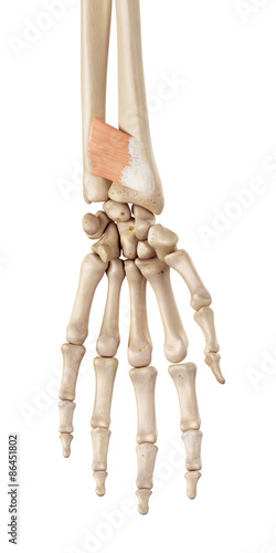 medical accurate illustration of the pronator quadratus photo