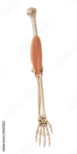 medical accurate illustration of the brachialis