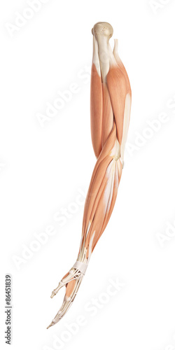 medical accurate illustration of the arm muscles