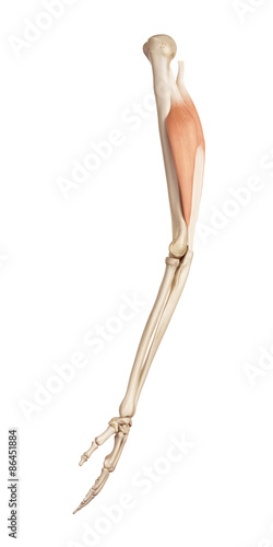 medical accurate illustration of the triceps