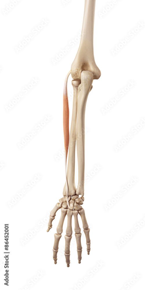 medical accurate illustration of the extensor carpi radialis brevis