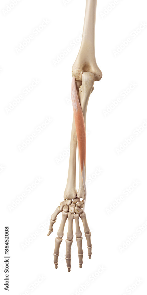 medical accurate illustration of the extensor carpi ulnaris medical accurate illustration of the extensor carpi ulnaris