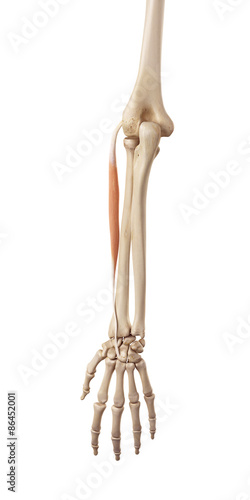 medical accurate illustration of the extensor carpi radialis brevis