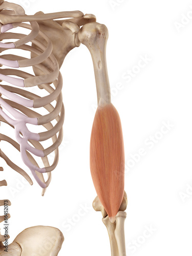 medical accurate illustration of the brachialis photo