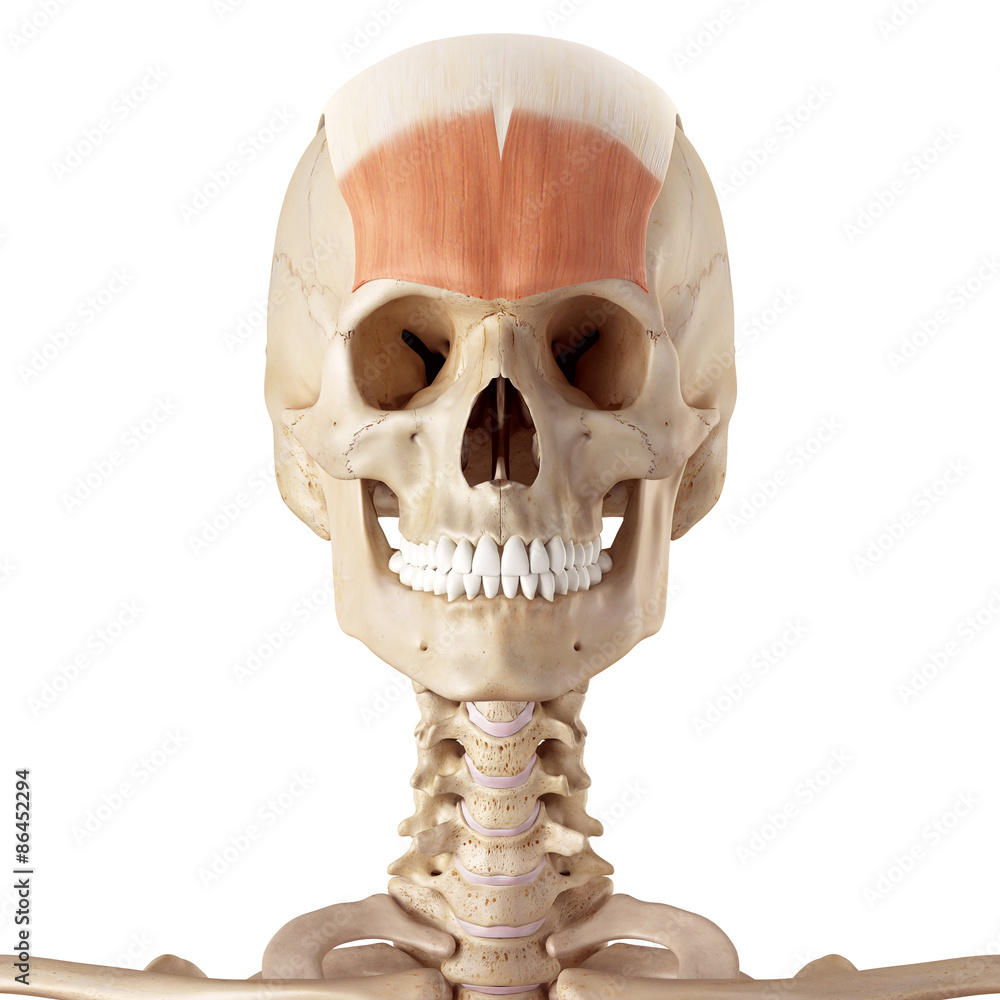 medical accurate illustration of the frontalis medical accurate illustration of the frontalis