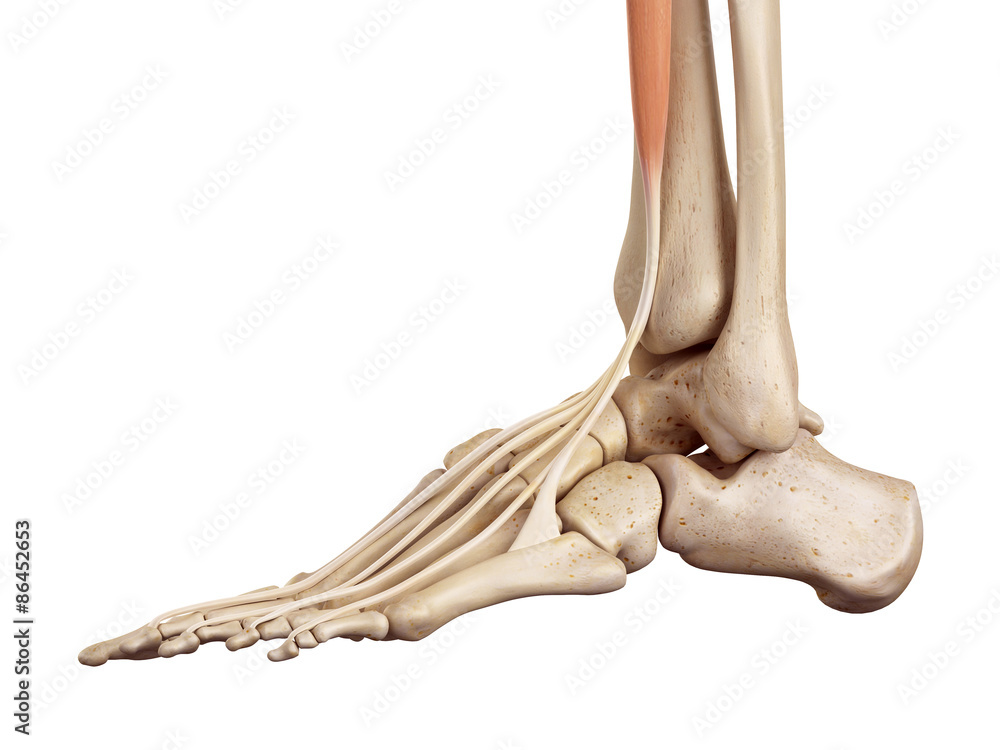 medical accurate illustration of the extensor digitorum longus Stock ...