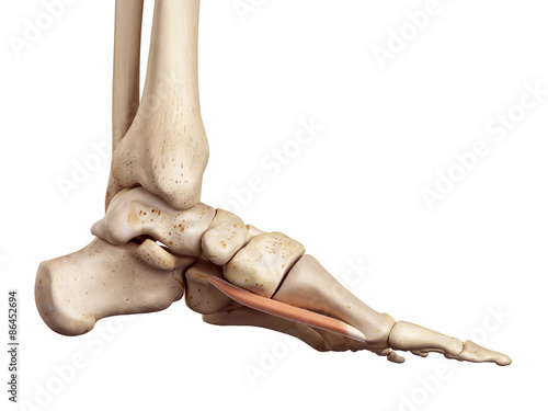 medical accurate illustration of the flexor hallucis brevis