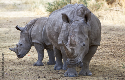 Namibia white rhinoceros  ceratotherium simum  in Omaruru reserve