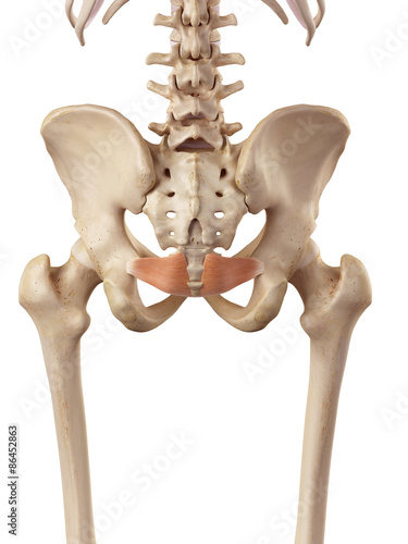 medical accurate illustration of the iliococcygeus