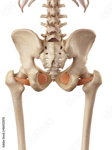 medical accurate illustration of the obturator externus