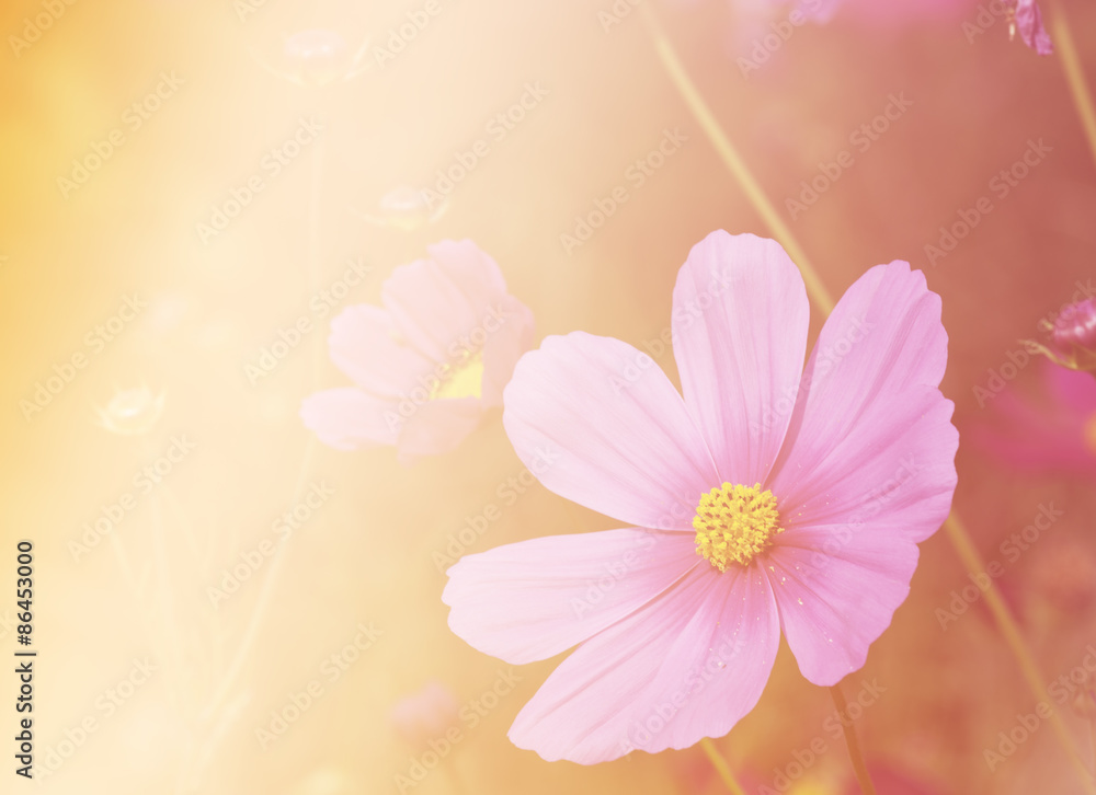Cosmos flower with soft filter background