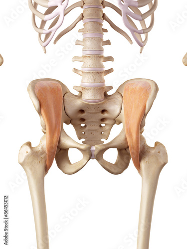 medical accurate illustration of the iliacus photo