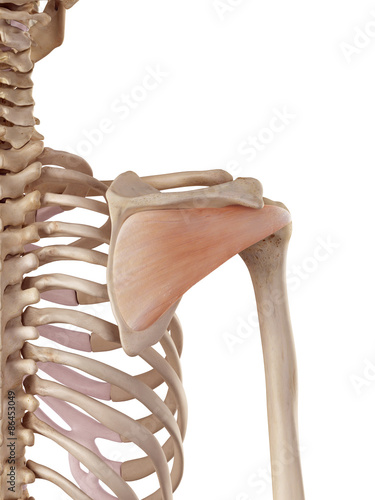 medical accurate illustration of the infraspinatus photo