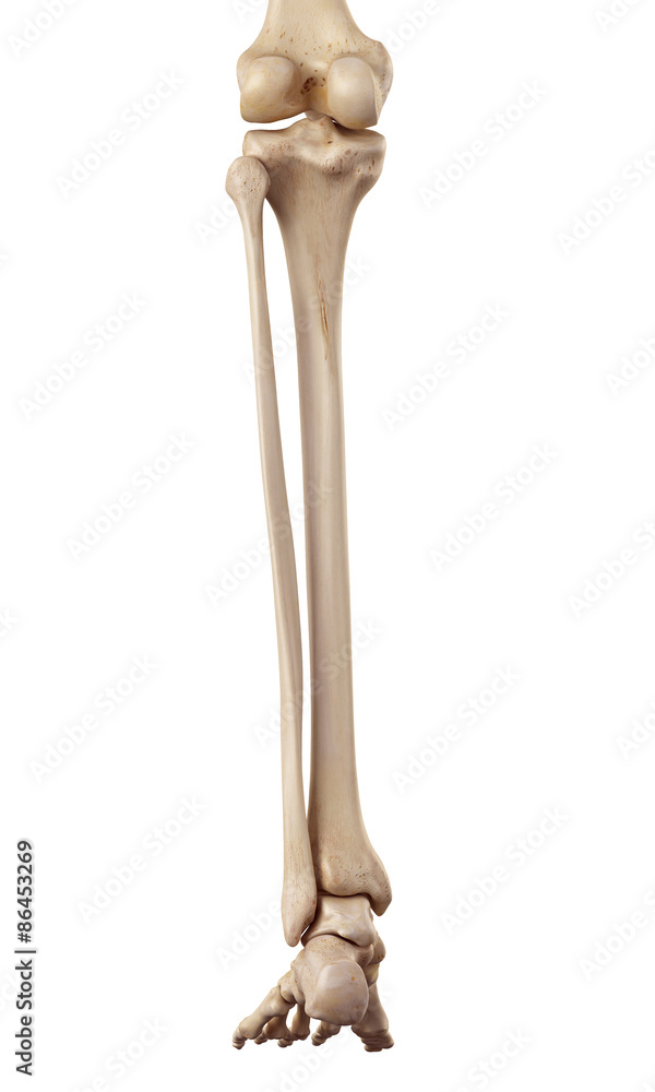 medical accurate illustration of the lower leg bones medical accurate illustration of the lower leg bones