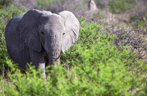 Namibia,Owamboland,elephants (loxodonta africana) in the Etosha National Park