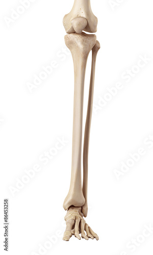 medical accurate illustration of the lower leg bones photo