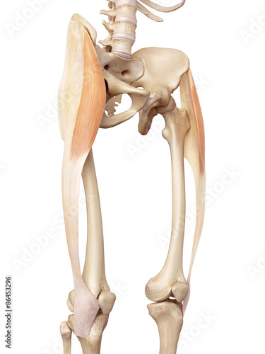 medical accurate illustration of the tensor fascia lata