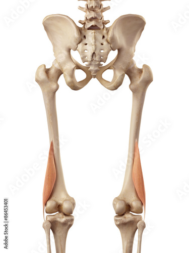 medical accurate illustration of the biceps femoris short