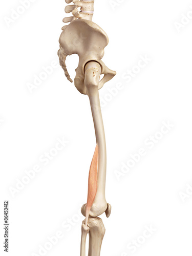 medical accurate illustration of the biceps femoris short