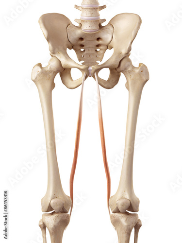 medical accurate illustration of the gracilis