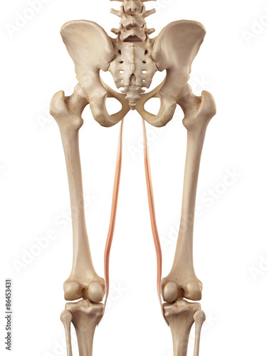 medical accurate illustration of the gracilis