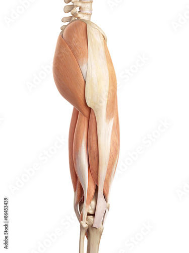 medical accurate illustration of the upper leg muscles