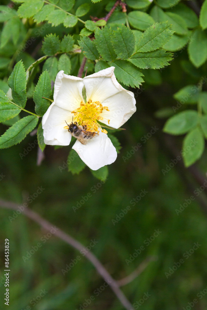 Bee on white flower Bush Bee on white flower Bush