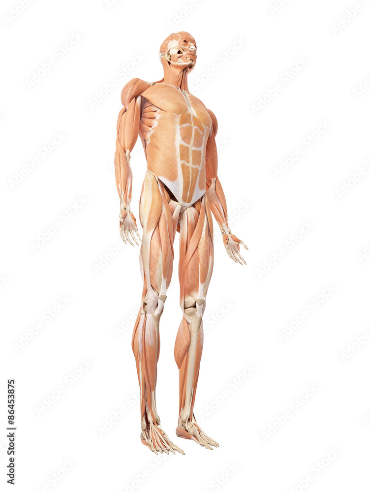 medical accurate illustration of the muscle system