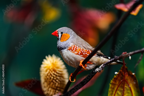 Obraz na płótnie African Finch w salonie
