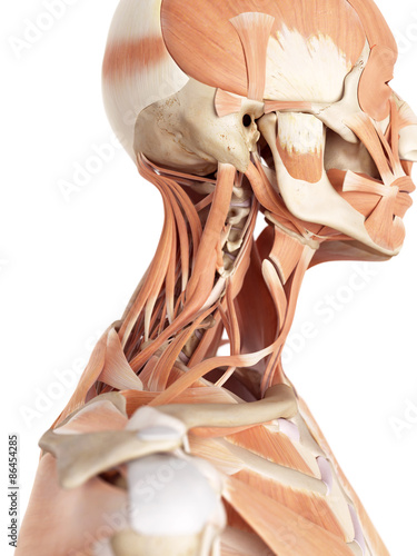 Fototapeta Naklejka Na Ścianę i Meble -  medical accurate illustration of the neck muscles