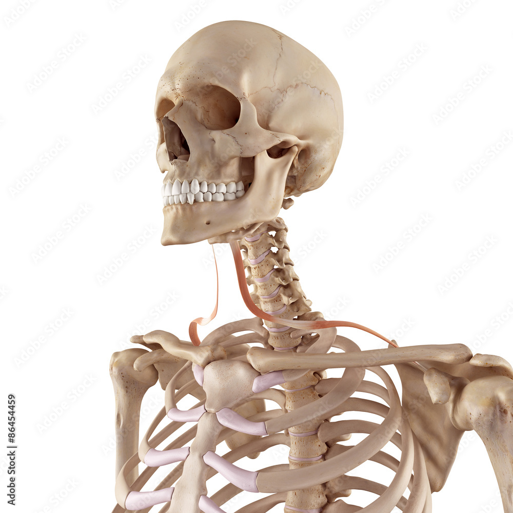 medical accurate illustration of the omohyoid medical accurate illustration of the omohyoid