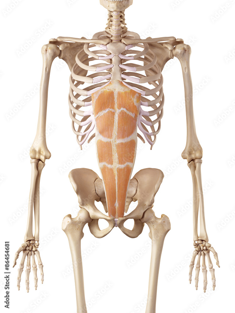 medical accurate illustration of the rectus abdominis medical accurate illustration of the rectus abdominis
