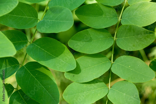 foliage with big leaves