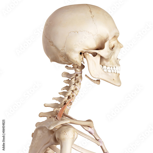 medical accurate illustration of the scalene posterior