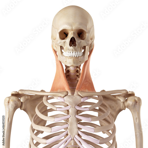 medical accurate illustration of the sternocleidomastoid photo