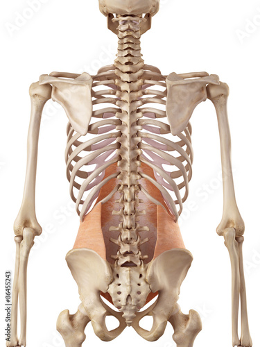 medical accurate illustration of the transversus abdominis