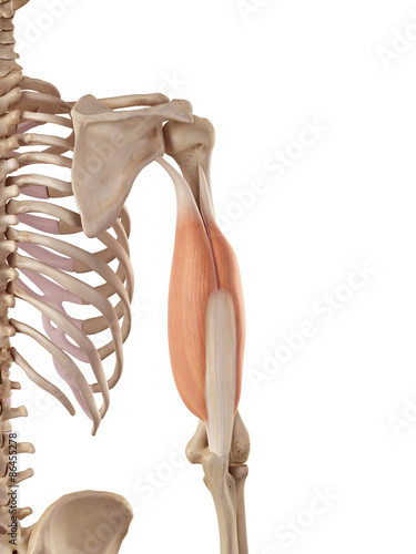medical accurate illustration of the triceps photo